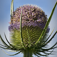 Buy canvas prints of  Fuller's Teasel by Colin Metcalf