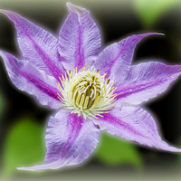 Buy canvas prints of  Clematis Surrealii Photoshopius by Colin Metcalf