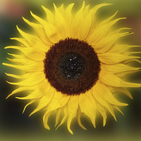 Buy canvas prints of  Sunflower Bizarrius Photoshopii by Colin Metcalf
