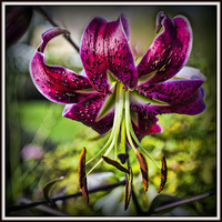 Buy canvas prints of  The Day Lily by Colin Metcalf
