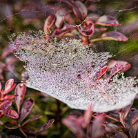 Buy canvas prints of  Jewelled Web by Colin Metcalf