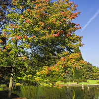 Buy canvas prints of  Thorp Perrow Autumn by Colin Metcalf
