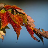 Buy canvas prints of  Autumn Glory by Colin Metcalf