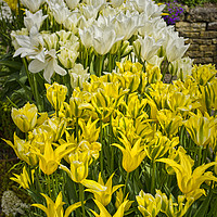 Buy canvas prints of Tulips by Colin Metcalf
