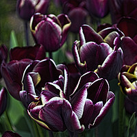 Buy canvas prints of Purple Tulips by Colin Metcalf