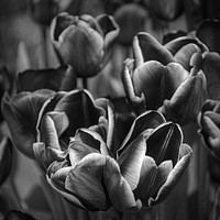 Buy canvas prints of Tulips in Mono by Colin Metcalf
