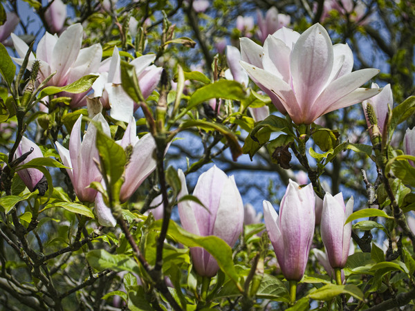 Magnolias in Spring Picture Board by Colin Metcalf