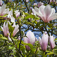 Buy canvas prints of Magnolias in Spring by Colin Metcalf