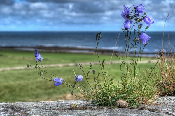 Enchanting Harebells of Lindisfarne Picture Board by Colin Metcalf