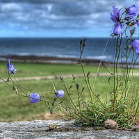 Buy canvas prints of Enchanting Harebells of Lindisfarne by Colin Metcalf