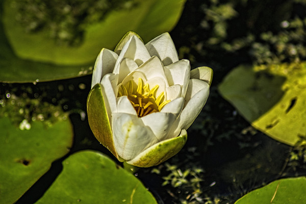 White Water Lily Picture Board by Colin Metcalf