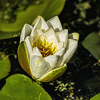 Buy canvas prints of White Water Lily by Colin Metcalf