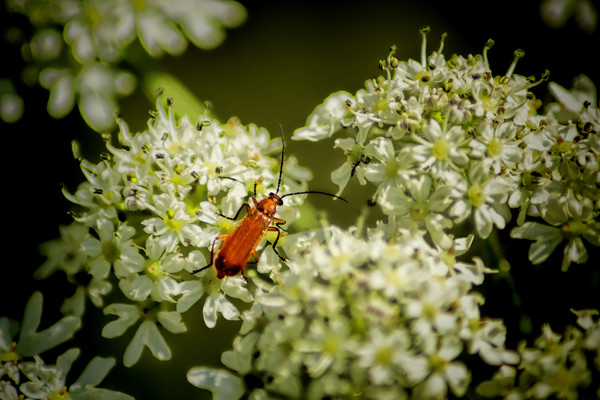 Red Soldier Beetle Picture Board by Colin Metcalf