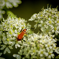 Buy canvas prints of Red Soldier Beetle by Colin Metcalf