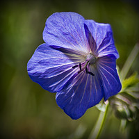 Buy canvas prints of Wild Geranium Flower by Colin Metcalf