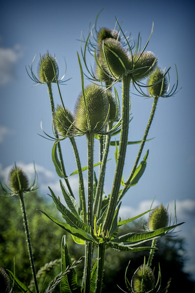 Teasel seed head Picture Board by Colin Metcalf