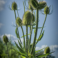 Buy canvas prints of Teasel seed head by Colin Metcalf