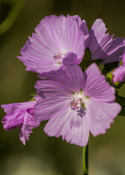 Musk Mallow Picture Board by Colin Metcalf