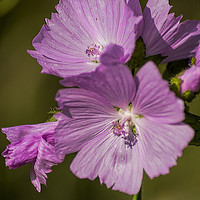 Buy canvas prints of Musk Mallow by Colin Metcalf
