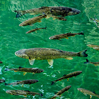 Buy canvas prints of Fish Pool by Colin Metcalf