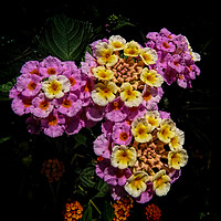 Buy canvas prints of Pink and Yellow Blooms by Colin Metcalf