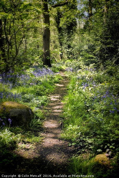 Woodland Walk Picture Board by Colin Metcalf