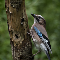 Buy canvas prints of A Jay by Colin Metcalf