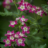 Buy canvas prints of Pink Hawthorn Blossom by Colin Metcalf
