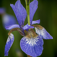 Buy canvas prints of Blue Iris by Colin Metcalf