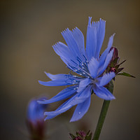 Buy canvas prints of Wild Chicory by Colin Metcalf
