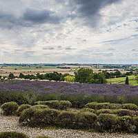 Buy canvas prints of Yorkshire Lavender Pano by Colin Metcalf