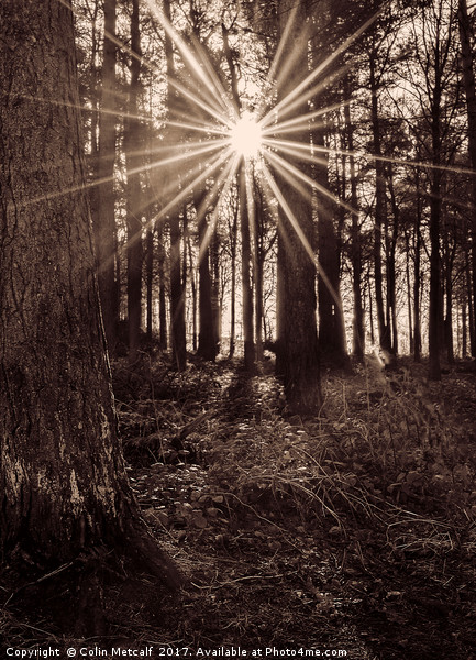 Sun Burst Picture Board by Colin Metcalf