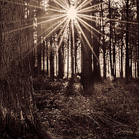 Buy canvas prints of Sun Burst by Colin Metcalf