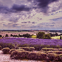 Buy canvas prints of Yorkshire Lavender Panorama by Colin Metcalf