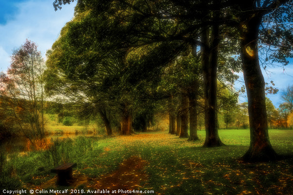 Riverside Stroll: Kirkstall Abbey's Enchanting Arb Picture Board by Colin Metcalf