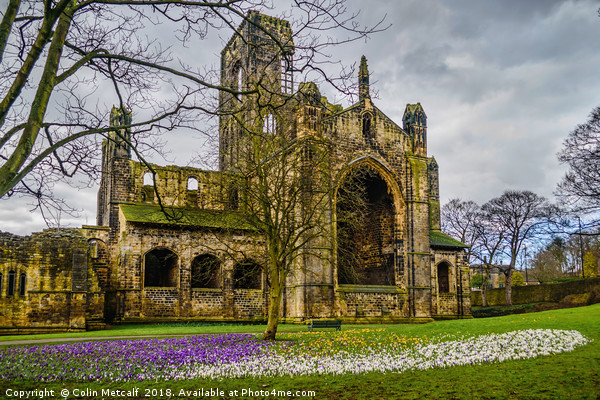 Crocuses at the Abbey Picture Board by Colin Metcalf