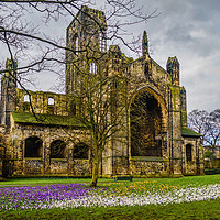 Buy canvas prints of Crocuses at the Abbey by Colin Metcalf