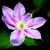 Buy canvas prints of A Pink and Mauve Clematis by Colin Metcalf