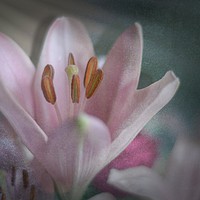 Buy canvas prints of Faded Lily by Colin Metcalf