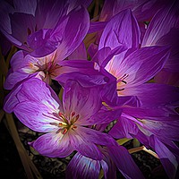 Buy canvas prints of Mauve and Cream Crocuses by Colin Metcalf