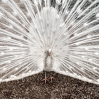 Buy canvas prints of White Peacock by Colin Metcalf