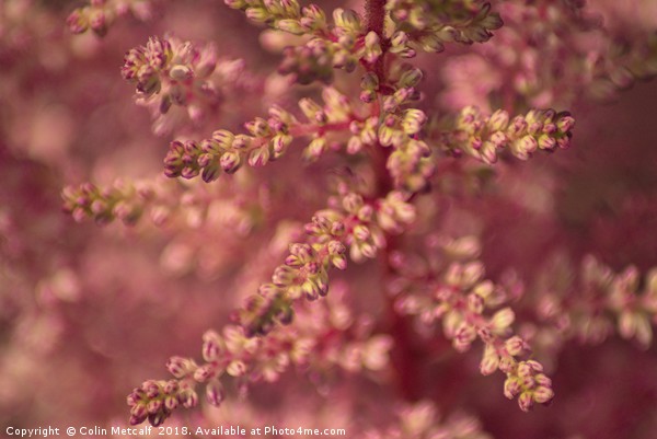 Pink Astilbe Blossom Picture Board by Colin Metcalf
