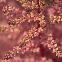 Buy canvas prints of Pink Astilbe Blossom by Colin Metcalf
