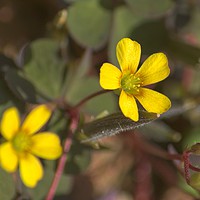 Buy canvas prints of Creeping Woodsorrel by Colin Metcalf