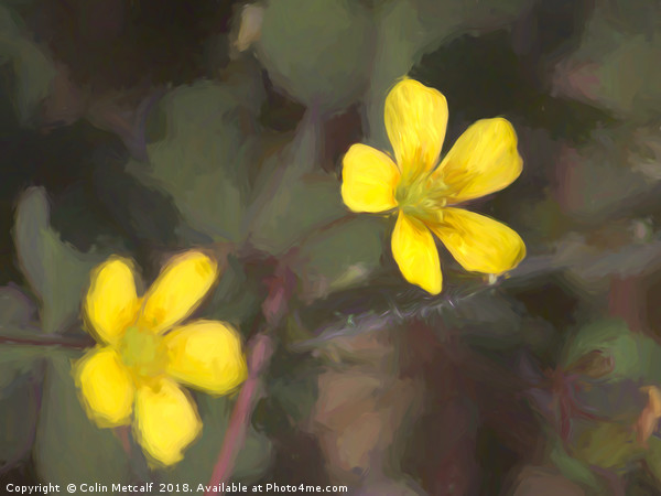 Creeping Woodsorrel Picture Board by Colin Metcalf