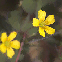 Buy canvas prints of Creeping Woodsorrel by Colin Metcalf