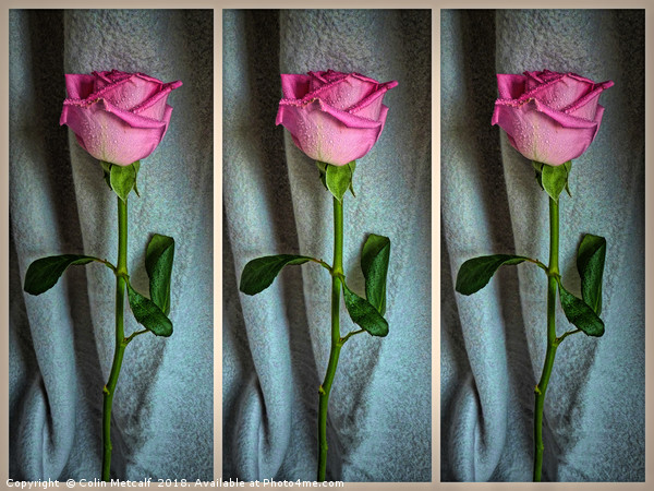 Dewed Rose Triptych Picture Board by Colin Metcalf