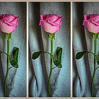 Buy canvas prints of Dewed Rose Triptych by Colin Metcalf