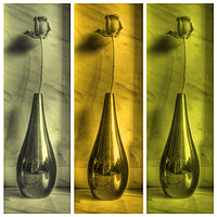 Buy canvas prints of Rose Triptych in Yellow by Colin Metcalf