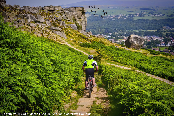 Thrilling Descent: Mountain Biking at Ilkley Moor Picture Board by Colin Metcalf